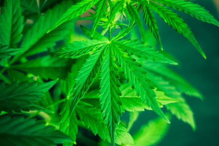 大麻合法化图片 大麻合法化素材 大麻合法化插画 摄图新视界 大麻合法化图片 大麻合法化素材 大麻合法化插画 摄图新视界