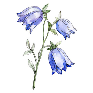 水彩背景插图集.孤花插画元素.照片