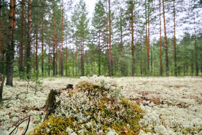 森林景观和白苔覆盖的草坪北方自然与多云照明