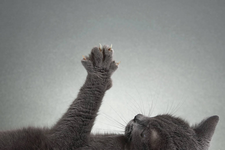 伸出的爪子和灰色的猫爪照片