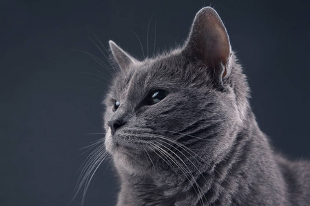 一只漂亮的灰猫的工作室肖像画图片