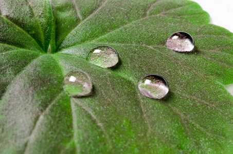 雨滴中的阳光大而美丽的透明雨水滴在绿叶上.