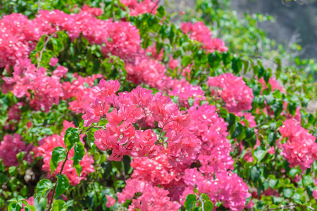 巴厘岛盛开粉红色花朵的背景图片