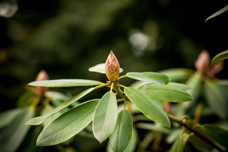 漂亮粉红色杜鹃花杜鹃花花园花园里的蓓蕾.春天快到了杜鹃花蕾照片