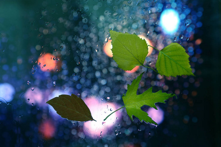 雨天背景下潮湿的窗户上的秋叶图片