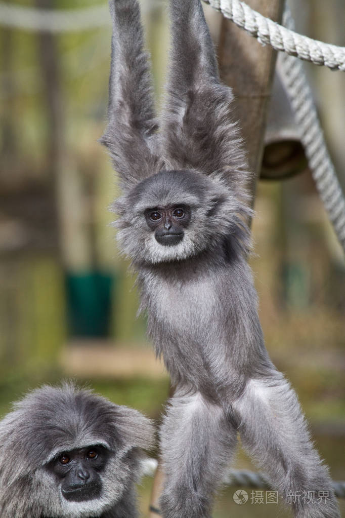 西芒长臂猿是一种栖于树上的黑毛长臂猿