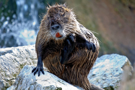 海狸,又称河鼠或海狸鼠照片