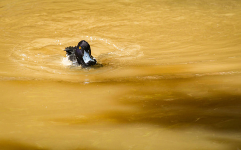 鸭场池塘河里游泳的毛绒鸭图片