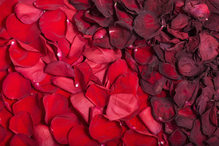 生活背景和凋谢的玫瑰花瓣照片