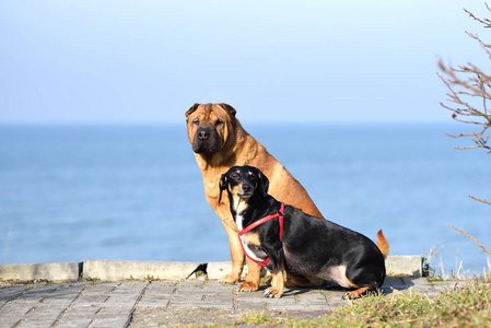 沙皮狗图片-沙皮狗素材-沙皮狗插画-摄图新视界