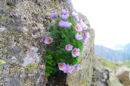 一ys采用紫色的一ndor一nge颜色过激的紫色的具体的水泥质地,石头表面