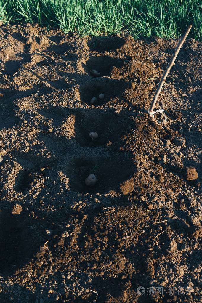 铲子春季种植马铃薯的滴灌坑