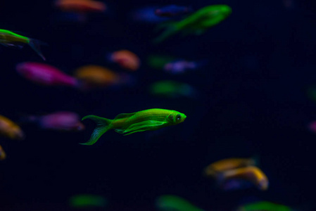 尼斯丹尼奥发光鱼淡水宠物水族馆照片