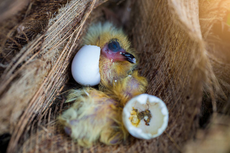 小鸟的孵化过程全图图片