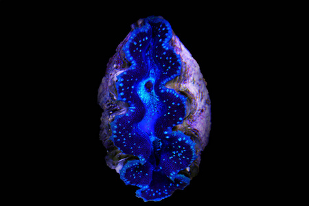 spa采用西西里盐水中的风车(马萨拉)大白海鳊许多盐水鱼在意大利领班