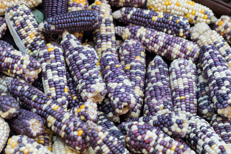 印度玉米干黄紫堆图片