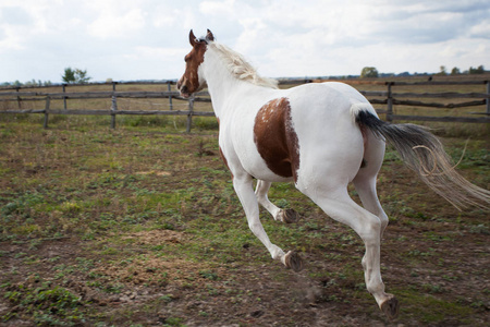 马沿着农场的围场跑,后视图照片