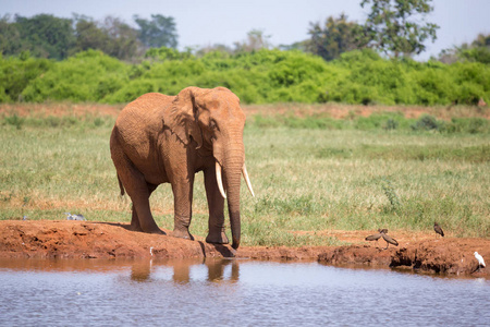 大草原上的一个水坑,里面有一些红象照片