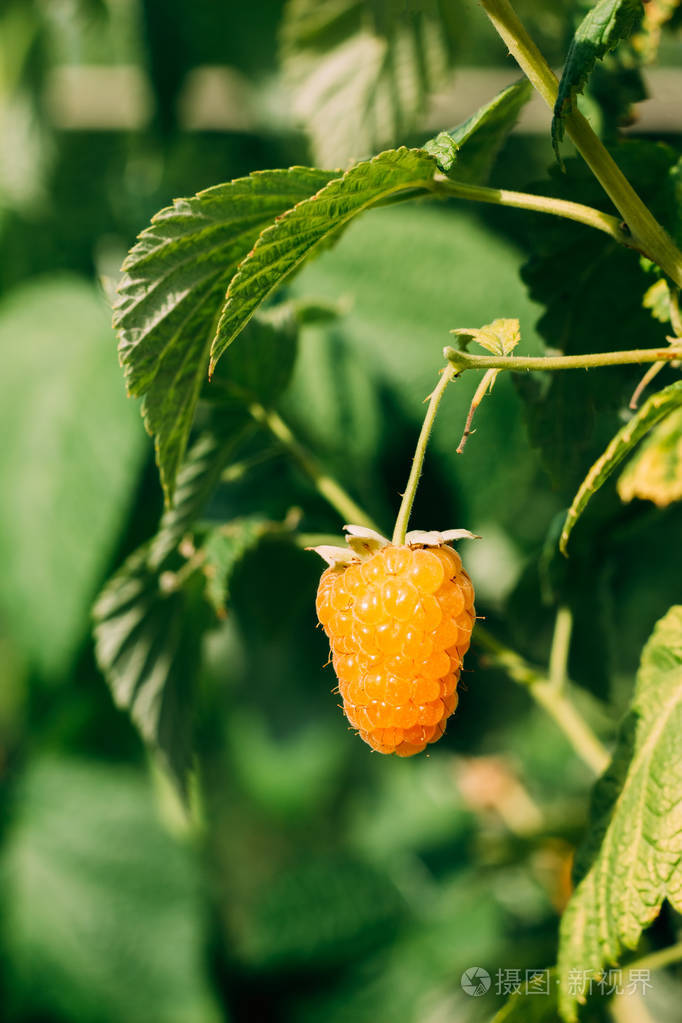 一种黄色的覆盆子贝瑞特写镜头