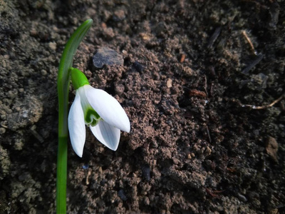 花园里的第一朵雪花近距离绽放图片