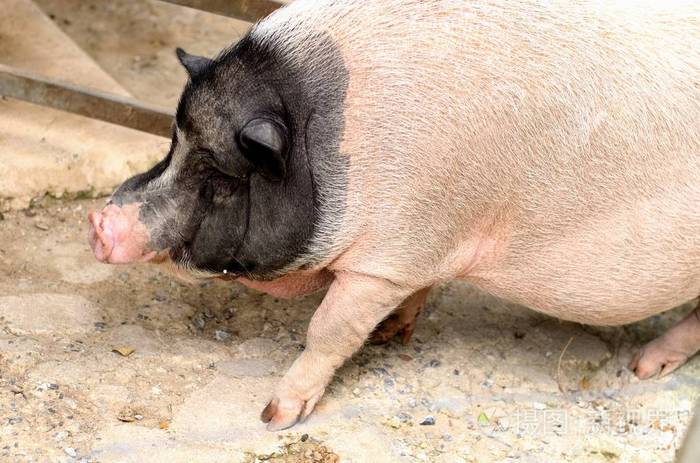 一只青春期黑白相间的大肚皮猪正走在