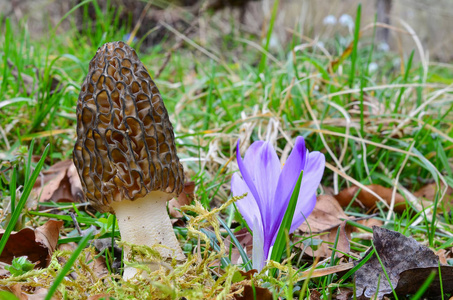早春红花早春羊肚菌除春红花外照片