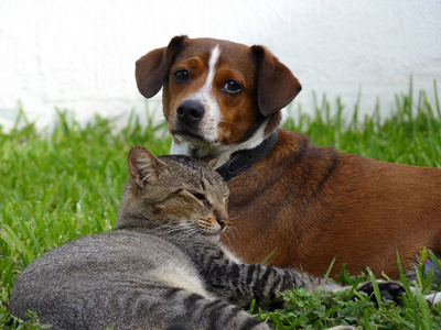 特写肖像猫狗在一起休息猫和狗一起睡在公寓的床上.