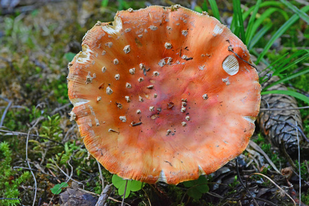 毒蕈碱鹅膏菌照片