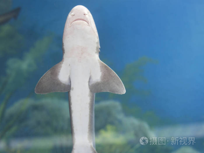水族馆中的小鲨鱼嘴特写俯视图