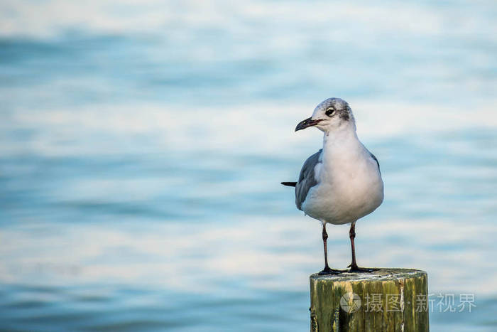 佛罗里达州安娜玛丽亚岛上一只白色和灰色的笑海鸥