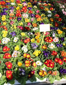 花市花店里的春花图片