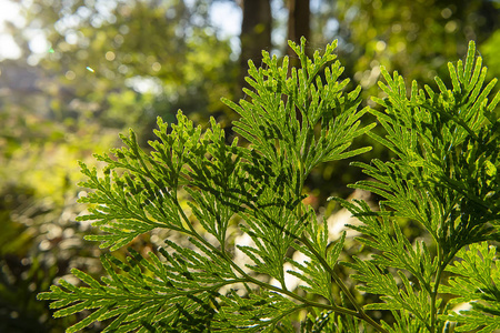 常青的侧柏分支特写图片