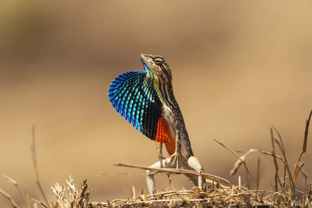 扇喉蜥蜴,印度马哈拉施特拉邦塔利冈,西塔纳庞蒂塞里亚纳.照片