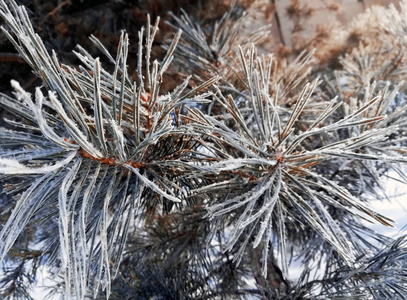 冬天的水晶霜雾凇在一棵干燥的树上,树枝上有冻雪.照片