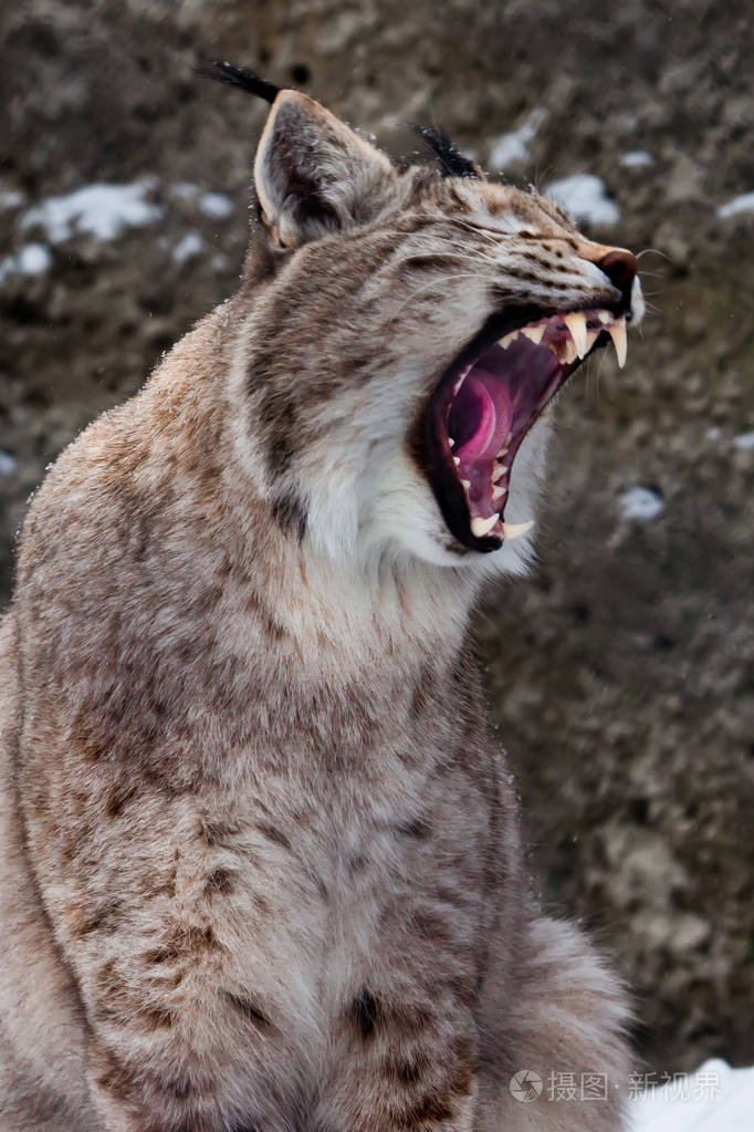山猫张开嘴咆哮危险而可怕