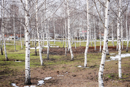 光秃秃的白桦树.早春的白桦林.路径,森林背景照片