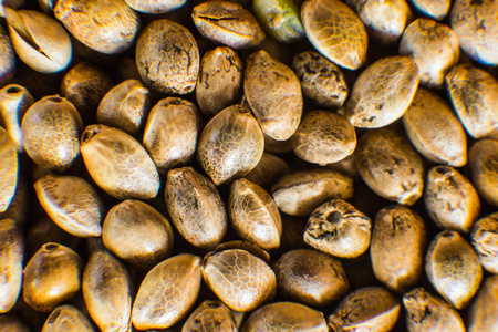 有机大麻种子.俯视图.照片