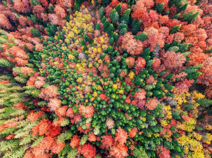 秋树林空中俯视拍摄红黄绿秋树背景