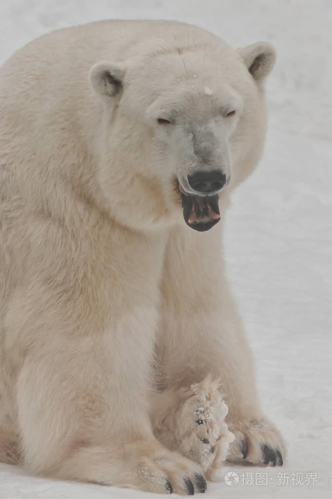 雪地上的北极熊是一种强壮的北方动物