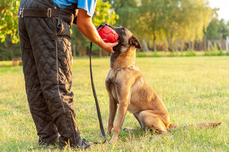 马里牧羊犬一只马里诺的比利时牧羊犬和他的驯兽师拿着球照片
