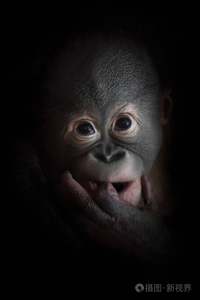 一只淘气的小猩猩狡猾地看着并发明了一些东西