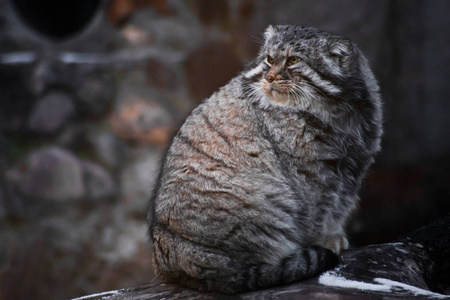 野猫曼努尔暴躁地看着沃图片