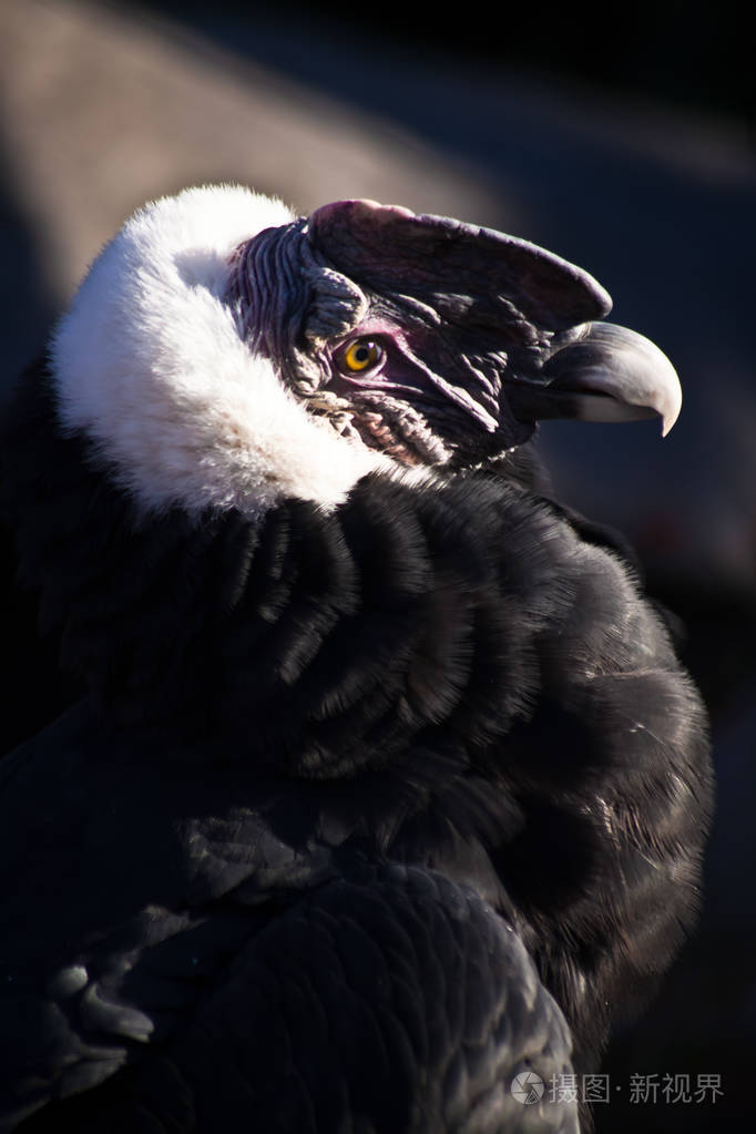 andeancondorheadwithredtuft