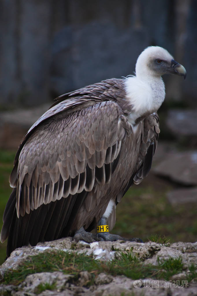 一只狮鹫的头清晰可见是一只鸟的特写镜头
