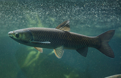 水下草鱼图片