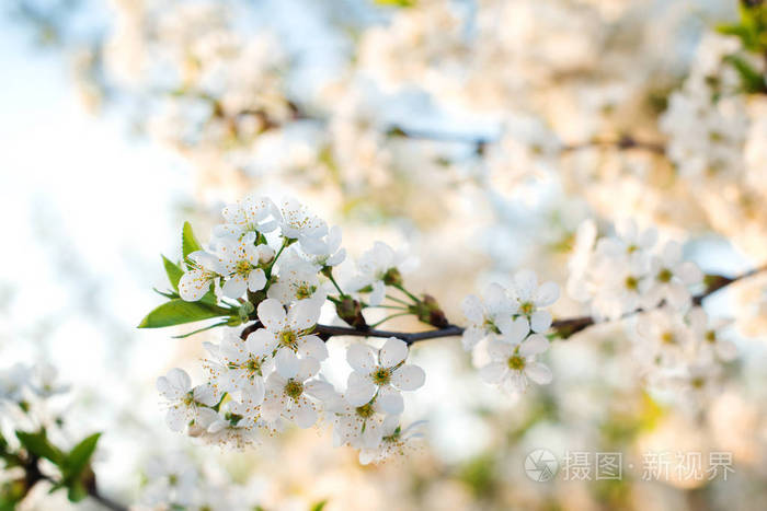 天空背景下的樱花。春花特写。开白花的樱桃树。