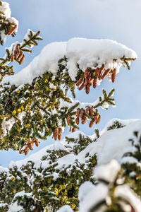 阳光下白雪皑皑的针叶树图片