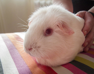 红眼睛的白豚鼠.照片