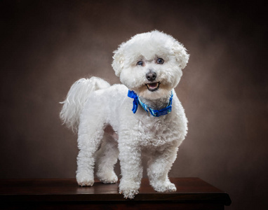 绒毛狗肖像照片