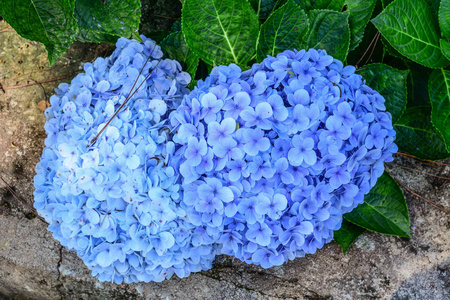 大叶绣球兰的紫蓝色花图片